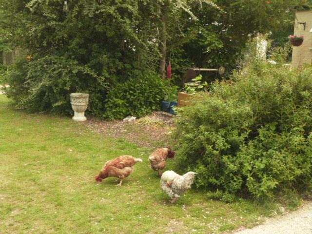 Twin Oaks Guest House Cadnam Esterno foto