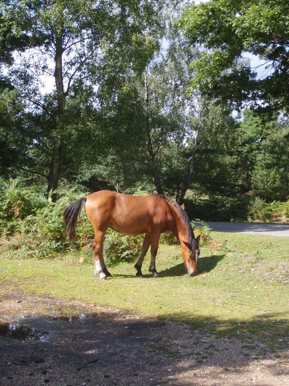 Twin Oaks Guest House Cadnam Esterno foto